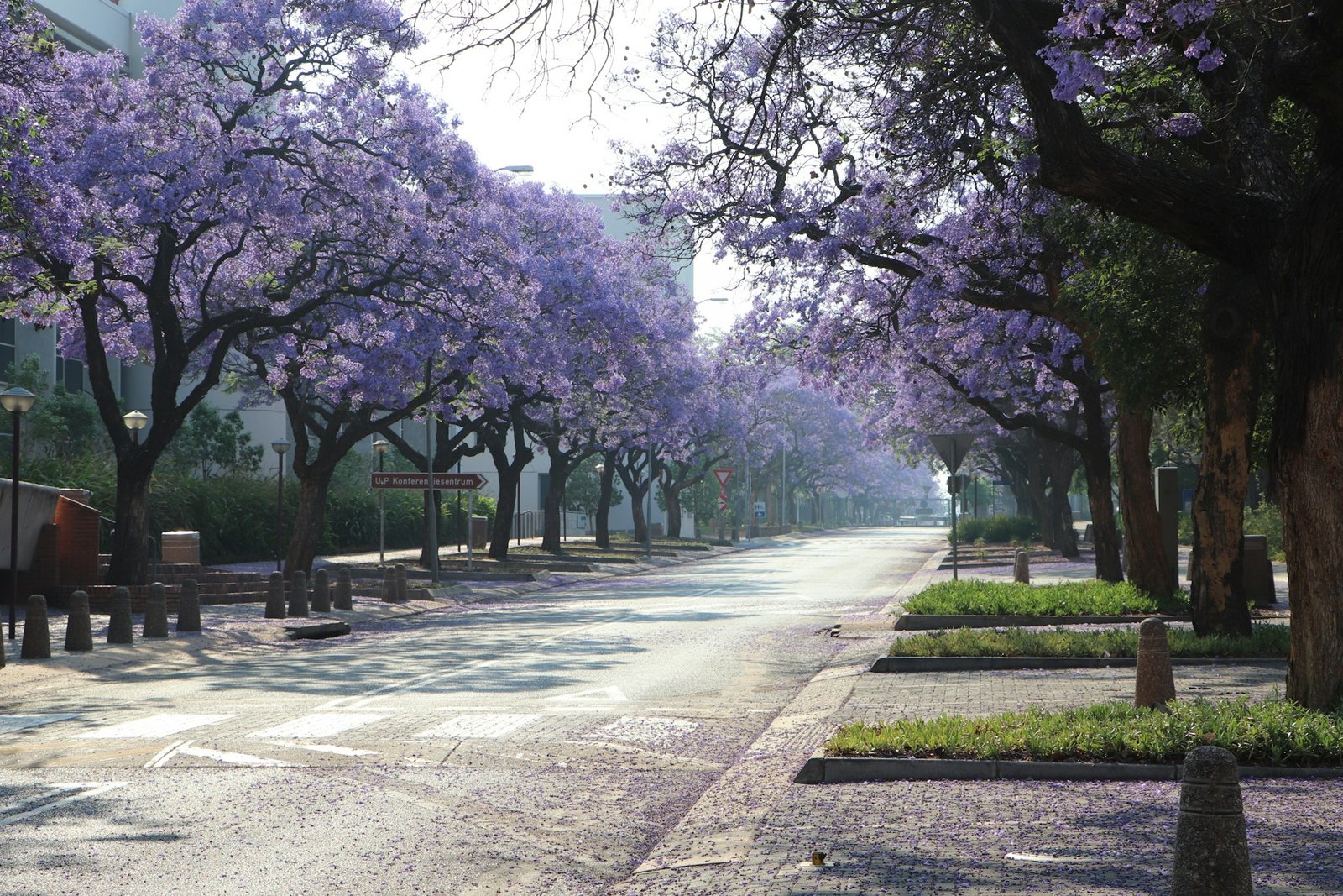 Jacaranda-lined street in Pretoria featured in a lifestyle guide to Pretoria hidden gems